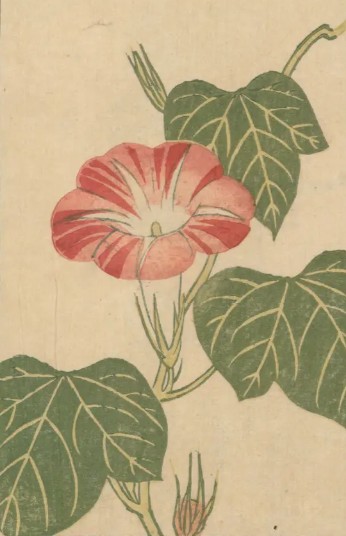 Morning Glories