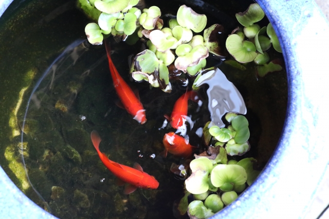 goldfish