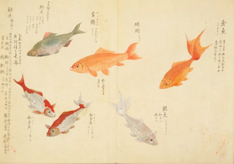 Baien Gyohin Zusho: Correct Illustrations of Fish Species, Volume 1 Source: Digital Collections of the National Diet Library