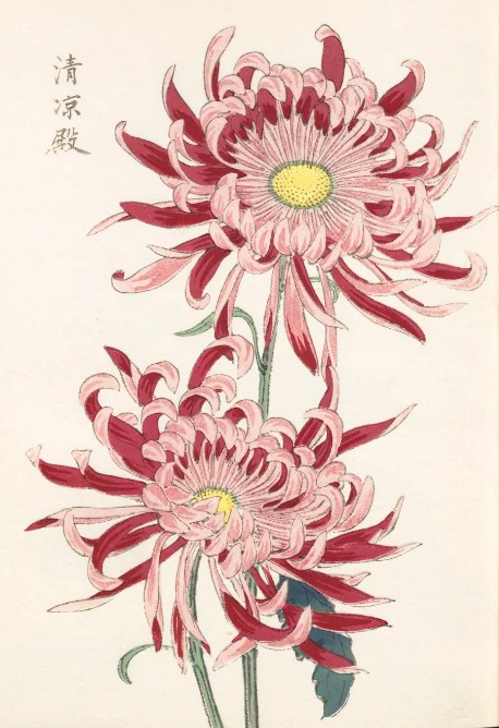 A large pink chrysanthemum flower, the symbol of longevity and elegance in Japanese culture.