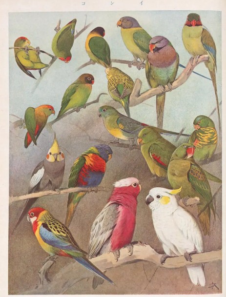 A color illustration showing various varieties of pet parakeets, published in a Japanese encyclopedia in the early Showa period.