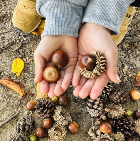 A child's hand holding acorns found in an autumn forest. Small discoveries like these could become cherished childhood memories.