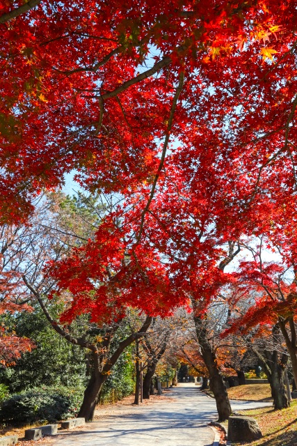 Vivid autumn foliage in Asukayama Park, Tokyo. The park was a popular destination for autumn outings and viewing the colorful leaves during the Meiji era.