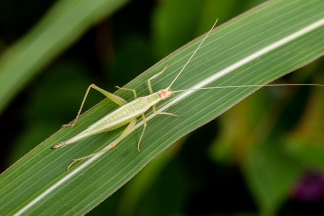 Kantan is a small katydid that is known for its beautiful song in autumn. It lives among grasses and produces a clear, delicate sound that can be heard on autumn evenings. It is one of the insects traditionally enjoyed for its seasonal song in Japan.