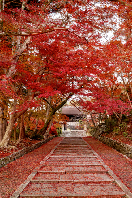 A stone staircase leading to a temple gate, surrounded by autumn foliage.