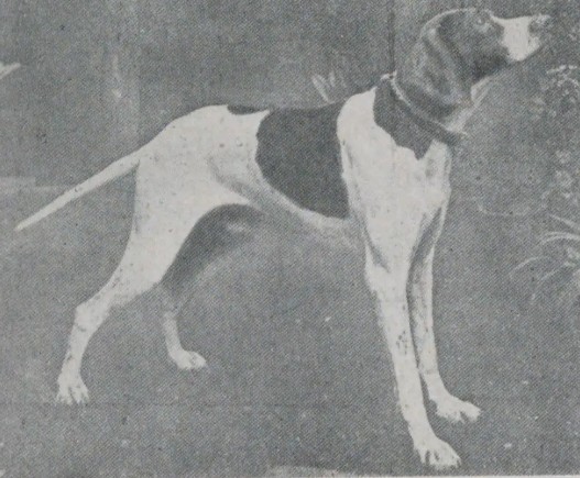 An English Pointer, one of the hunting dogs introduced to Japan. Source: Shuryō (Hunting), by Yahei Oba, 1932.