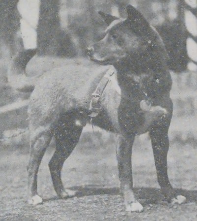 An old photograph of a Japanese hunting dog, from Shuryō (Hunting), published in 1932.Source: National Diet Library Digital Collection
