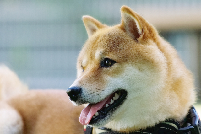 Close-up of a Shiba Inu, a Japanese dog breed with upright ears and a curled tail